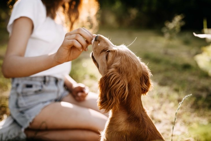 Natural Foods for Cats and Dogs
